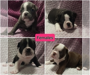 Olde English Bulldogge Puppy for sale in ATHOL, ID, USA