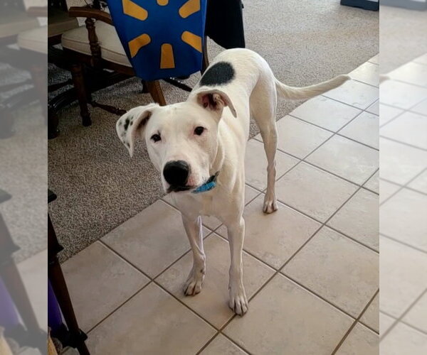 Medium Photo #3 Border Collie-Unknown Mix Puppy For Sale in Mesa, AZ, USA