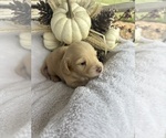 Small #4 Dachshund