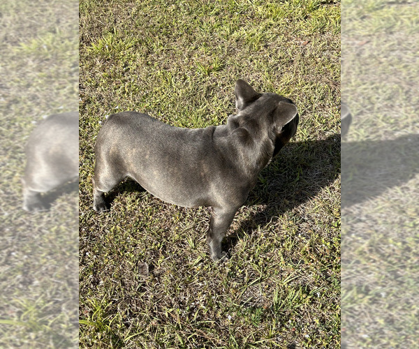 Medium Photo #3 French Bulldog Puppy For Sale in LOXAHATCHEE, FL, USA