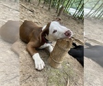 Small Photo #1 American Pit Bull Terrier Puppy For Sale in ATLANTA, GA, USA