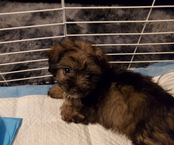 Medium Photo #1 Yorkshire Terrier Puppy For Sale in WESTCHESTER, CA, USA