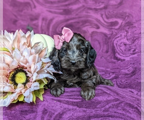 Medium Photo #6 Cockapoo Puppy For Sale in KIRKWOOD, PA, USA