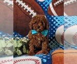 Small Photo #2 Poodle (Toy) Puppy For Sale in KINZERS, PA, USA