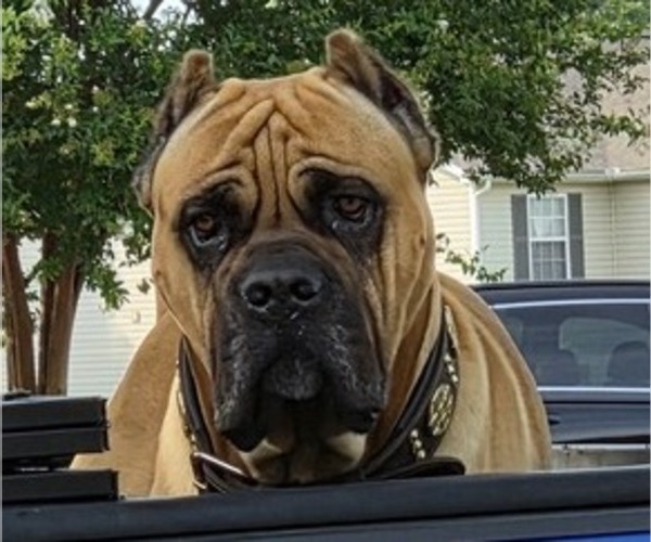 Medium Photo #1 Cane Corso Puppy For Sale in MOORESBORO, NC, USA