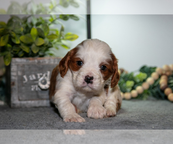 Medium Photo #9 Cavapoo (Miniature) Puppy For Sale in CAMDEN, MI, USA