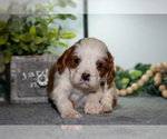 Small #1 Cavapoo (Miniature)
