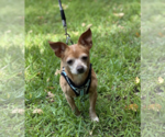 Small #1 Chiweenie
