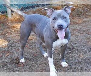American Staffordshire Terrier-Unknown Mix Dogs for adoption in Tallahassee, FL, USA
