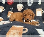 Small #7 Cockapoo (Miniature)