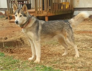Native American Village Dog Puppy for sale in GLADE HILL, VA, USA
