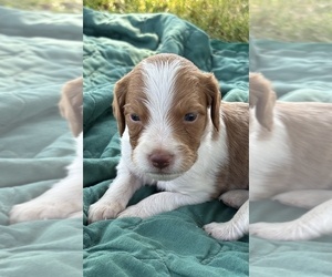 Medium Brittany