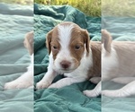 Puppy Puppy 1 Brittany