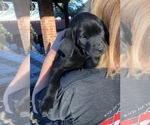 Small Photo #14 Labrador Retriever Puppy For Sale in FORT WORTH, TX, USA