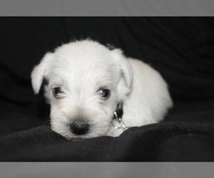 Schnauzer (Miniature) Puppy for sale in BROOKSVILLE, FL, USA