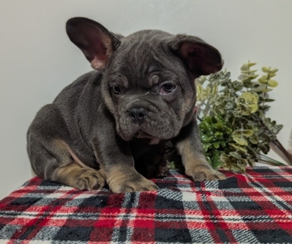 Medium Photo #52 French Bulldog Puppy For Sale in GOSHEN, IN, USA