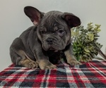 Small Photo #52 French Bulldog Puppy For Sale in GOSHEN, IN, USA