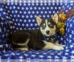 Small Photo #5 Pomsky Puppy For Sale in EPHRATA, PA, USA