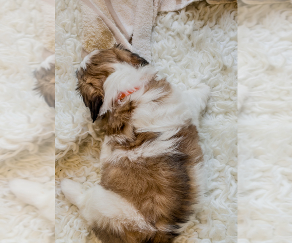 Medium Photo #6 Zuchon Puppy For Sale in CLERMONT, FL, USA