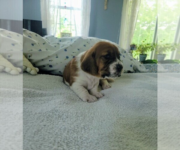 Medium Photo #6 Basset Hound Puppy For Sale in PETERSBURG, IN, USA