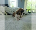 Small #5 Basset Hound