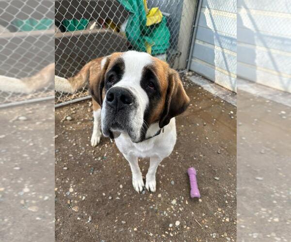 Medium Photo #3 Saint Bernard-Unknown Mix Puppy For Sale in Calgary, Alberta, Canada