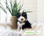 Puppy Green Miniature Bernedoodle