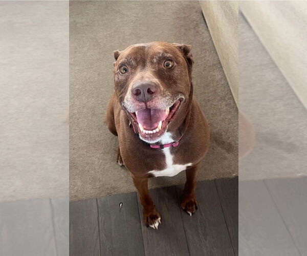 Medium Photo #31 American Staffordshire Terrier-Labrador Retriever Mix Puppy For Sale in Lake Forest, CA, USA