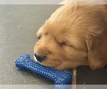 Small #8 Golden Retriever