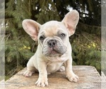 Image preview for Ad Listing. Nickname: Zeppelin