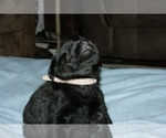 Puppy 6 Labrador Retriever