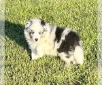 Small #10 Shetland Sheepdog