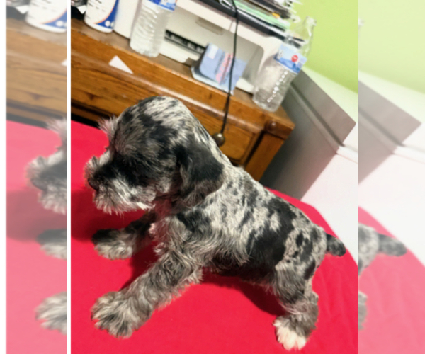 Medium Photo #4 Schnauzer (Miniature) Puppy For Sale in DUARTE, CA, USA