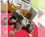 Small #3 Schnauzer (Miniature)