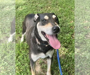 DeBo - Male Rottweiler-Unknown Mix Dog for Adoption - Photo #5
