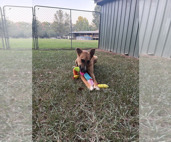 Medium Photo #2 German Shepherd Dog-Unknown Mix Puppy For Sale in Boston, MA, USA
