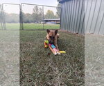 Small Photo #2 German Shepherd Dog-Unknown Mix Puppy For Sale in Boston, MA, USA