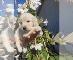 Puppy Puppy 1 Goldendoodle