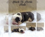 Small Photo #1 English Bulldog Puppy For Sale in WALDORF, MD, USA