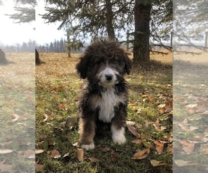 Bernedoodle Puppy for sale in WINTON, CA, USA