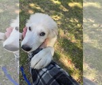 Small #8 Great Pyrenees