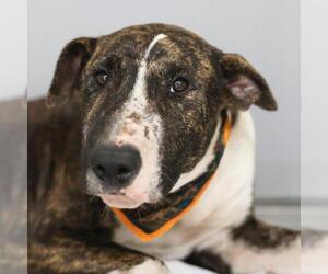 Mutt Dogs for adoption in San Antonio, TX, USA