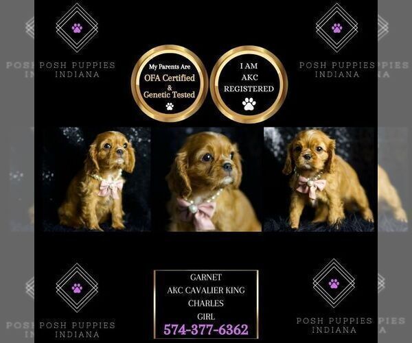 Medium Photo #70 Cavalier King Charles Spaniel Puppy For Sale in WARSAW, IN, USA