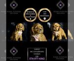 Small Photo #70 Cavalier King Charles Spaniel Puppy For Sale in WARSAW, IN, USA