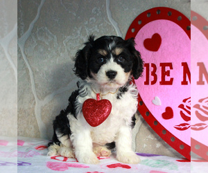 Cavachon Puppy for sale in GORDONVILLE, PA, USA