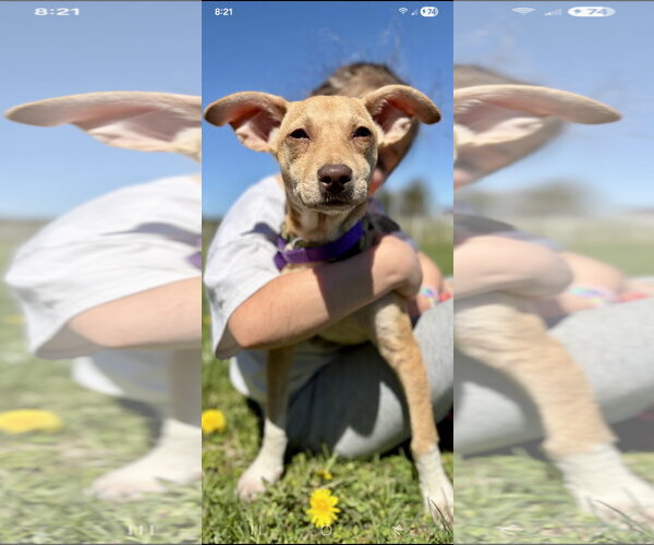 Medium Photo #6 Chihuahua-Unknown Mix Puppy For Sale in NYC, NY, USA