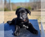 Small Photo #11 German Shepherd Dog Puppy For Sale in ELLENBORO, NC, USA