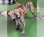 Small Photo #6 Boxador Puppy For Sale in Rustburg, VA, USA