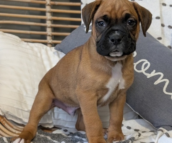 Medium Photo #5 Boxer Puppy For Sale in GOSHEN, IN, USA