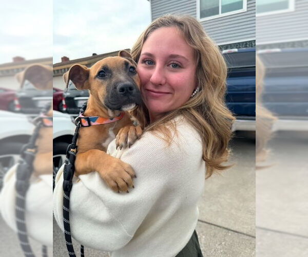 Medium Photo #4 Mutt Puppy For Sale in San Juan Capistrano, CA, USA